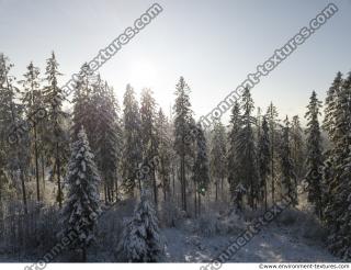 Photo Textures of Background Forest